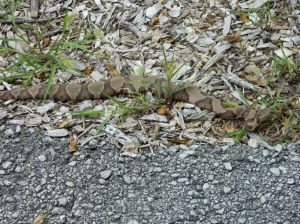 Copperhead Snake