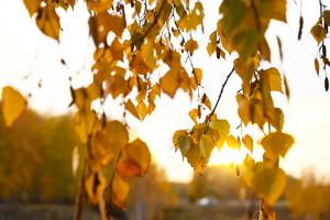 the road to the autumn forest, autumn leaves close-up