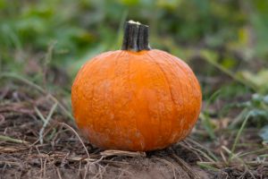 Pumpkin