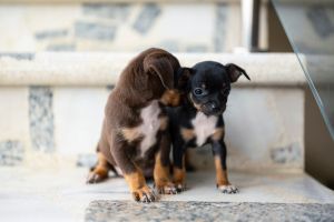 Sibling dogs together playing tenderly on stairs