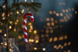 Christmas decoration Candy cane stick on Christmas tree close up