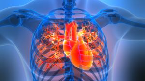 Human Circulatory System Heart Anatomy