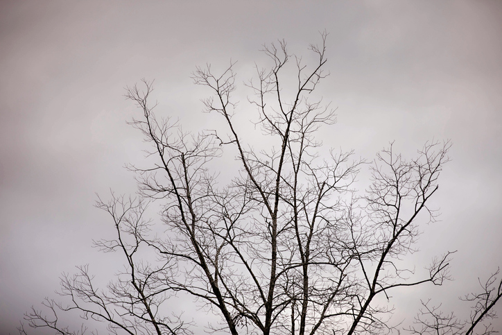 Bare tree branches against cloudy sky